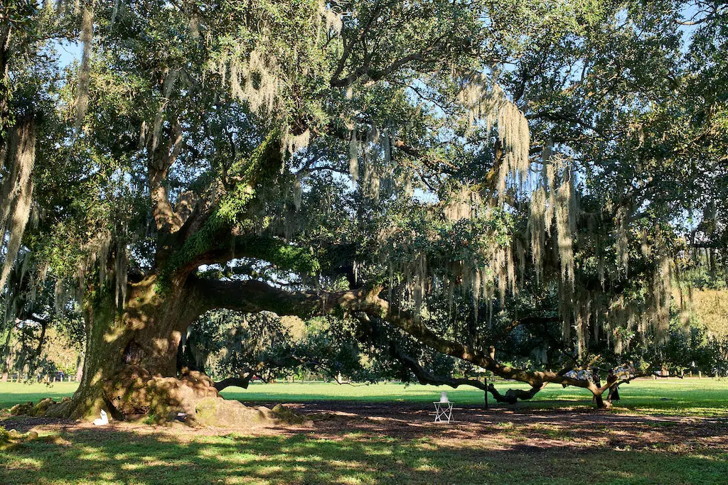 Tree of Life. New Orleans.