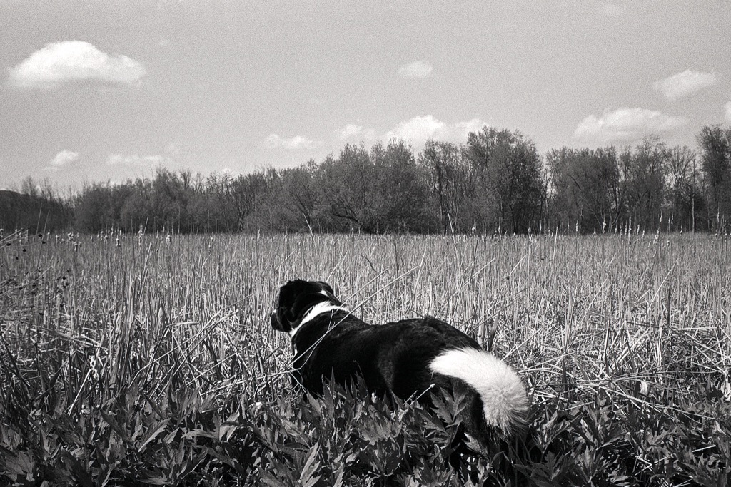 Black and white film photo of my dog standing in a field.